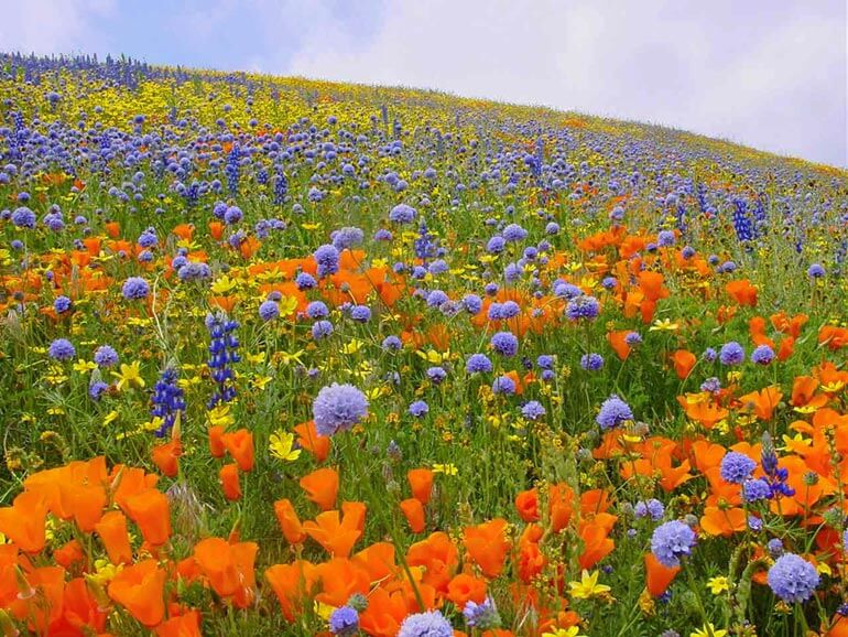 Wildflowers in Gormon, CA