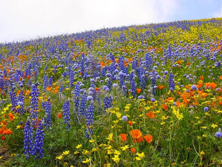 Wildflowers in Gormon, CA