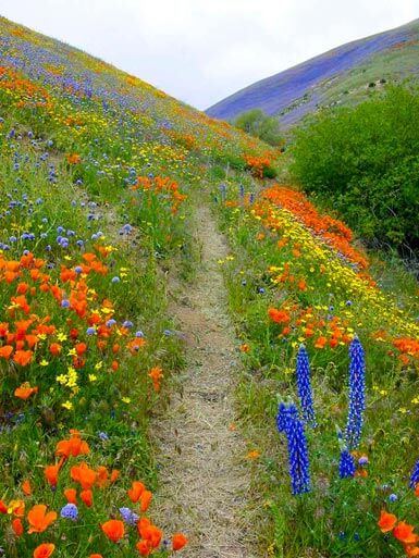 Wildflowers in Gormon, CA