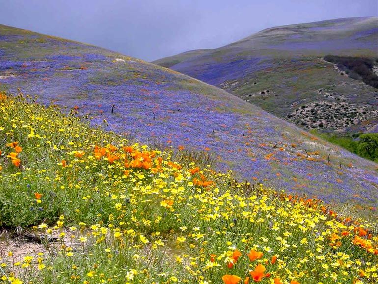 Wildflowers in Gormon, CA