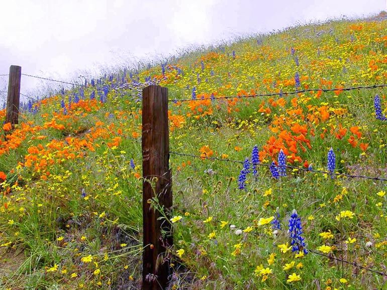 Wildflowers in Gormon, CA