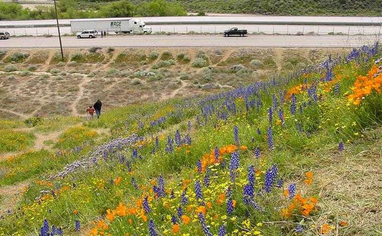 Roadside along Gorman's Hwy 5