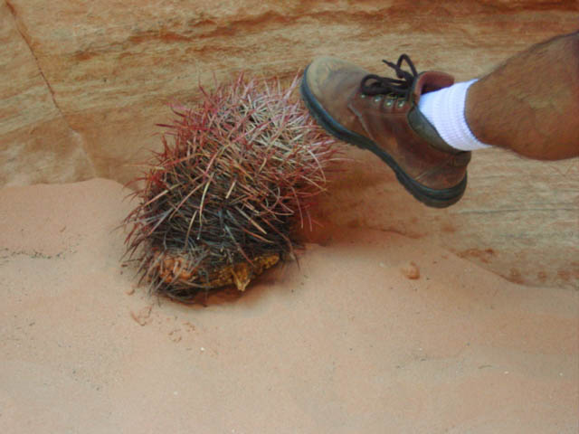 Thorny plant in Valley of Fire State Park