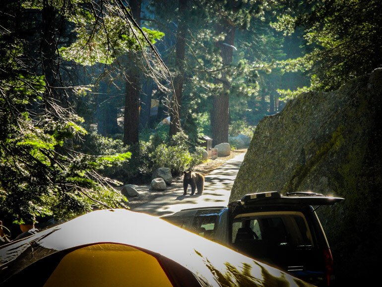 Bear visits campsite