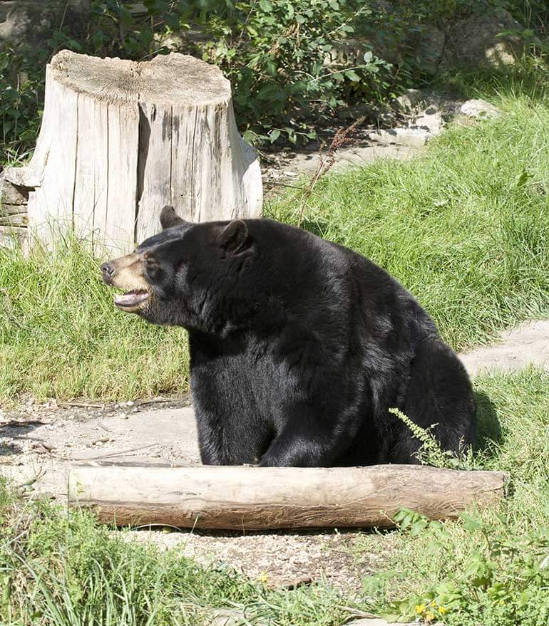 Bear on hiking trail