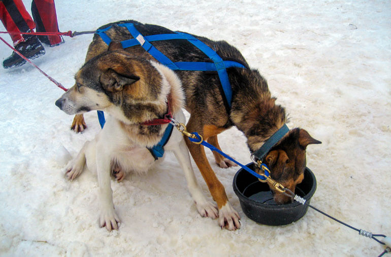 Hungry Dogs after Dog Sledding