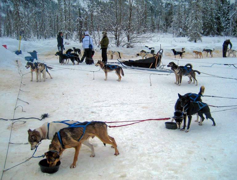 Preparing for Dog Sledding