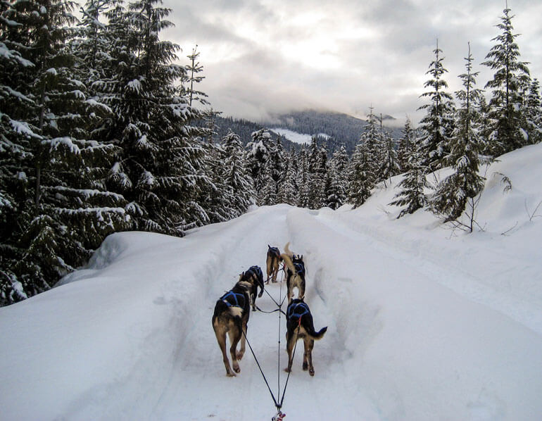 Wintery Dog Sled Ride