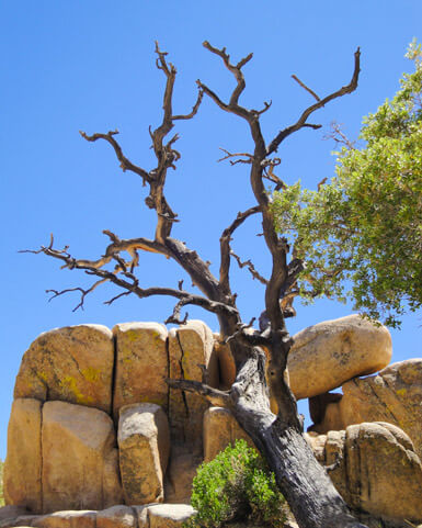 Joshua Tree