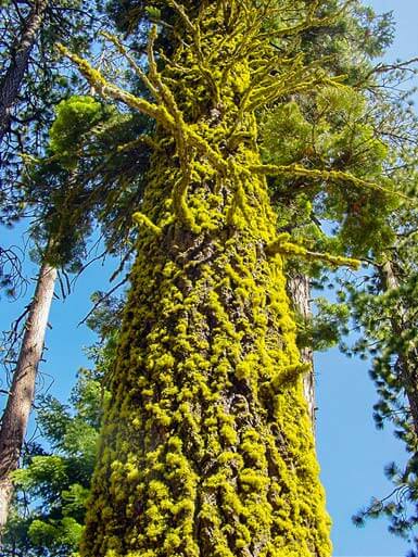 Moss covered tree in Yosemite