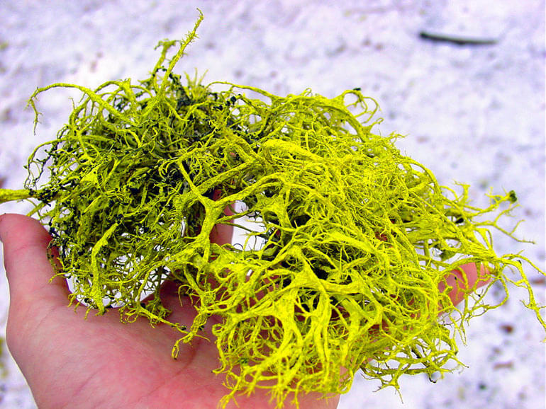 Green Tree Moss