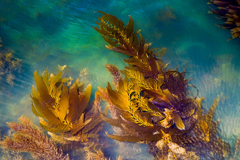 Kelp Beds of Channel Islands