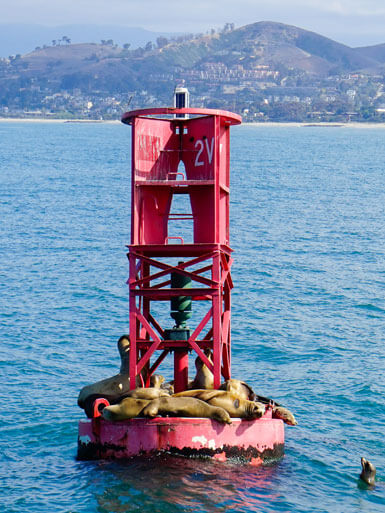 Ventura Harbor Seals