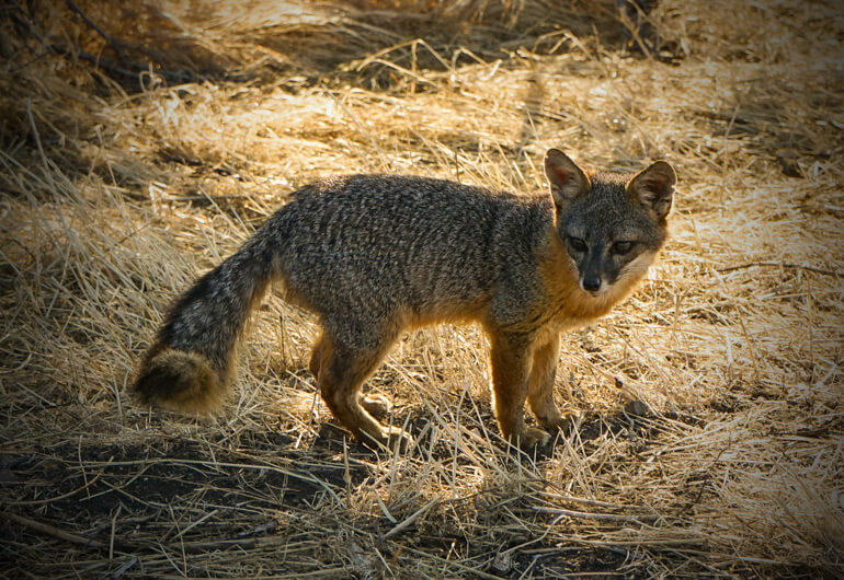 Santa Cruz Island Fox