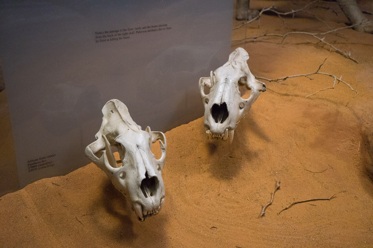 Skulls from Lions of Tsavo