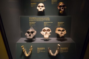 Humanoid skulls