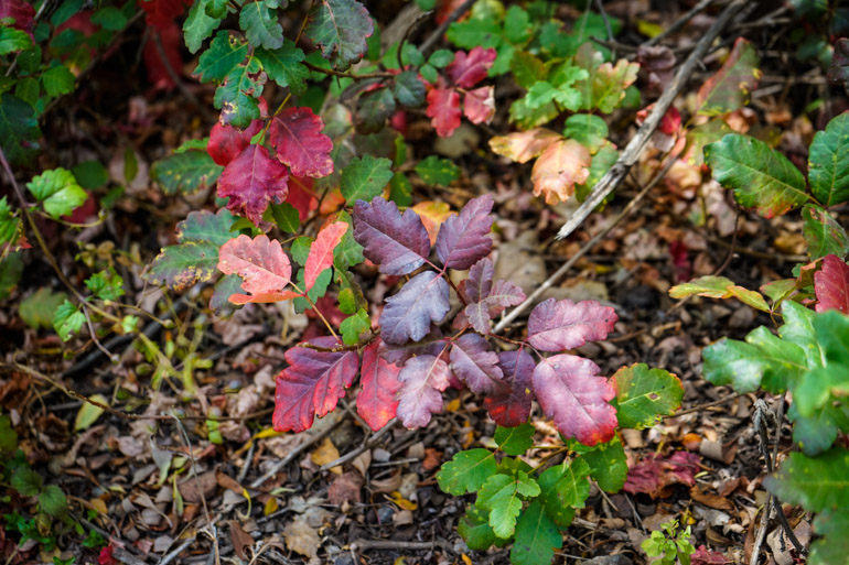 Poison Oak