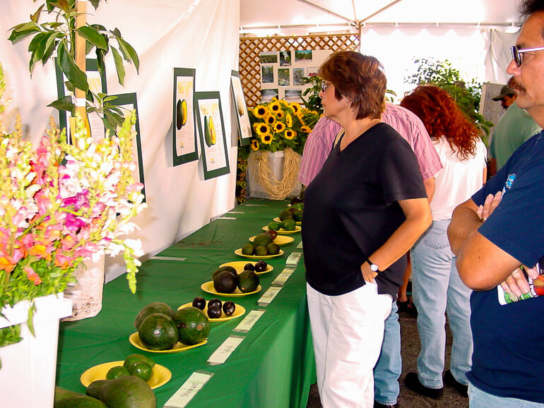 Learning about avocados, Carpinteria