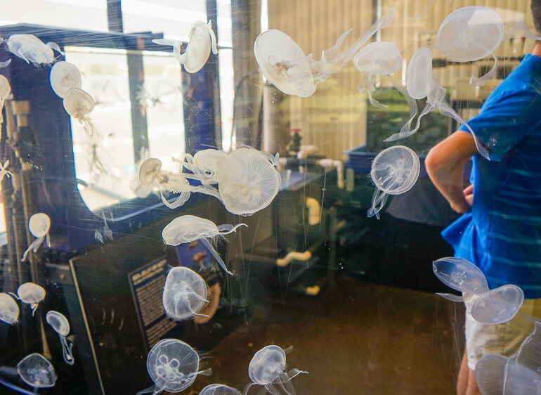 Jellyfish Tank at the Ocean Institute