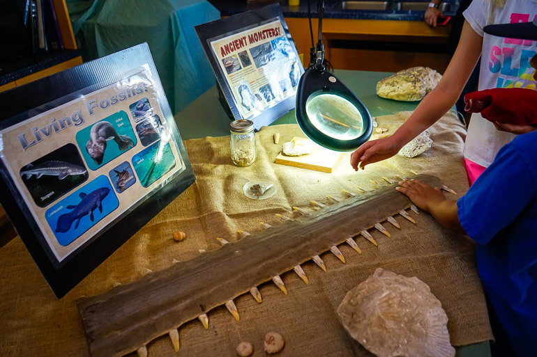 Ancient Fossils from the Ocean Institute