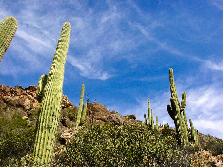 Cactus in the Superstition Mountains