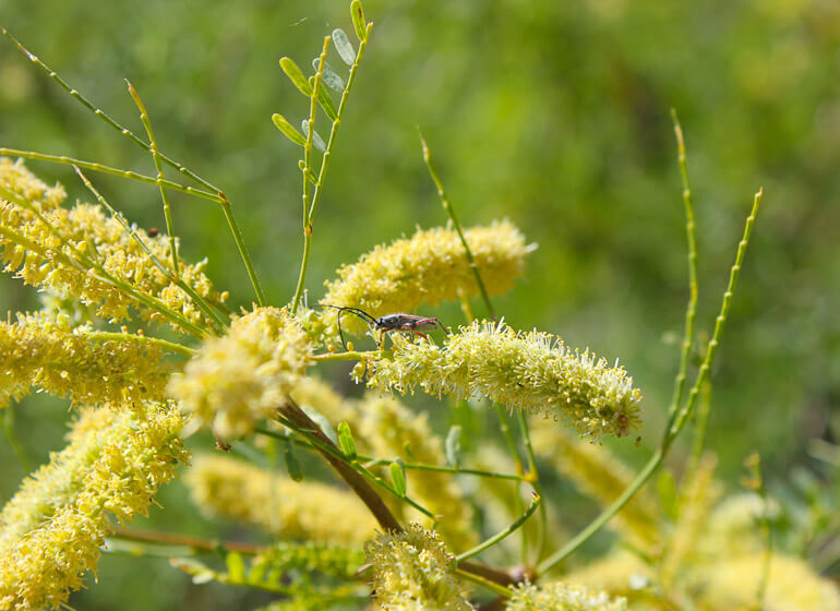 Flora and fauna of Indian Canyons