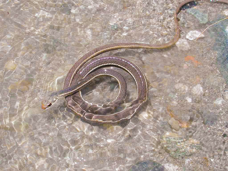 Water Snake on Bridge To Nowhere hike