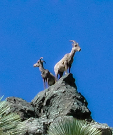 Mountain Goats near the Bridge To Nowhere
