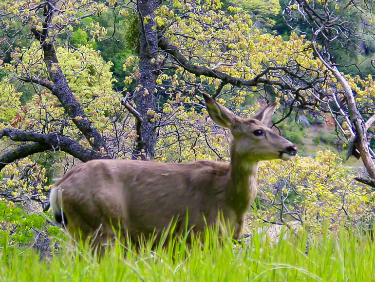 Deer in Sequoia National Park