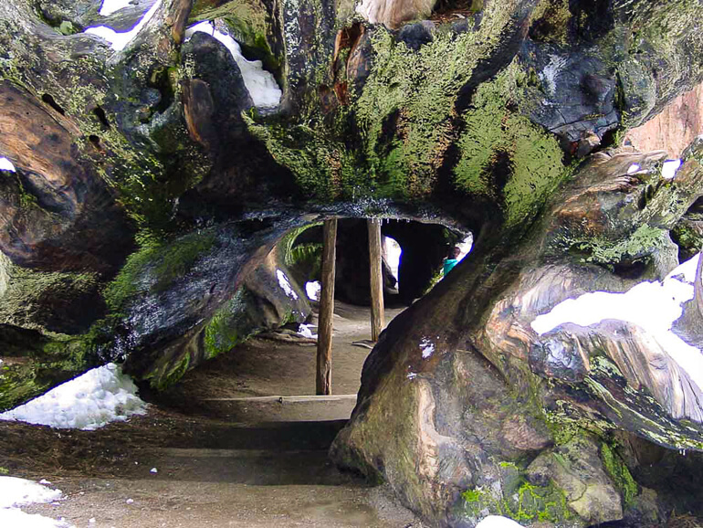 Tree shelter in Giant Forest of Sequoia National Park