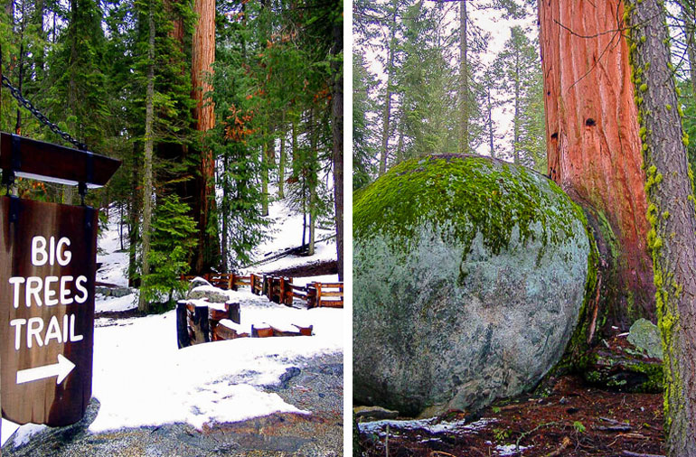 Big Trees Trail Sequoia National Park