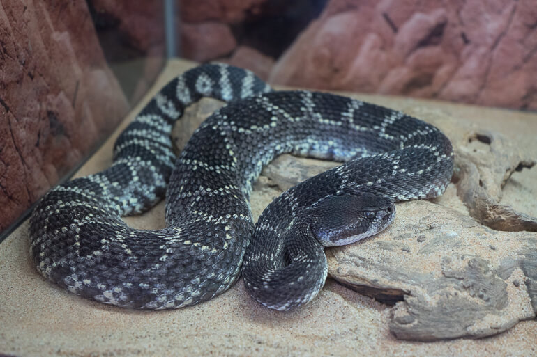 Rattlesnake at Vasquez Rocks Interpretive Center